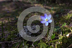 Liverleaf Hepatica nobilis with blue bloom in sunlight