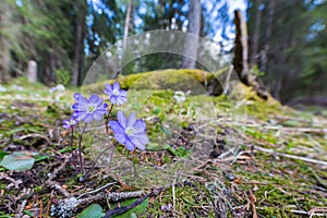 Liverleaf Hepatica nobilis with blue bloom in sunlight in mountain forest