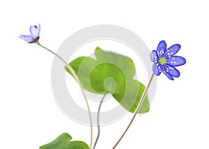 Liverleaf (Hepatica nobilis) isolated