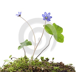Liverleaf (Hepatica nobilis) isolated