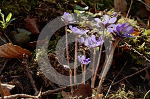 Liverwort Anemone hepatica in Swiss woodlands