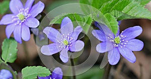 Liverwort Blooming Blue Hepatica Flower in Wild Nature. Spring Time. Hepatica Nobilis