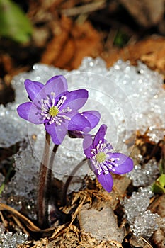 Liverwort, Hepatica nobilis