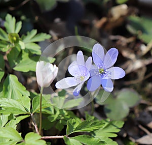 Liverwort ,Hepatica nobilis flowers on a forest floor on sunny afternoon. Spring blue flowers Hepatica nobilis in the