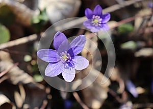 Liverwort ,Hepatica nobilis flowers on a forest floor on sunny afternoon. Spring blue flowers Hepatica nobilis in the