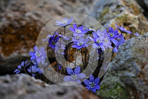 Liverwort hepatica nobilis with stones