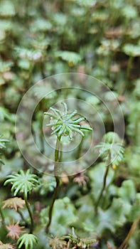 LIVERWORT SEXUAL REPRODUCTION - Archegoniophores which have Archegonia that contain eggs, Marchantia polymorpha