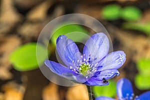 Liverworts flower, (Hepatica nobilis), with small insect early Slovak spring, closeup