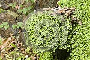 Liverworts growing on a water fountain.