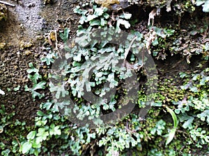 The liverworts on the rocks are shaped like hearts