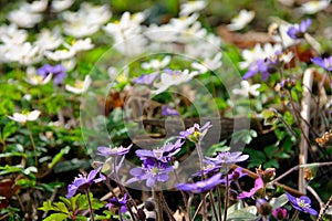 Liverworts and windflowers