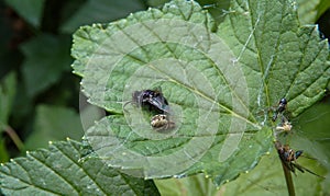 The lives of the inhabitants of the fauna in macro photography.