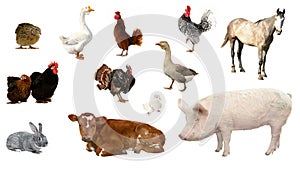 Livestock