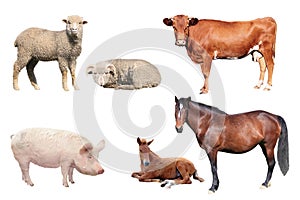 Livestock