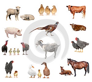 Livestock