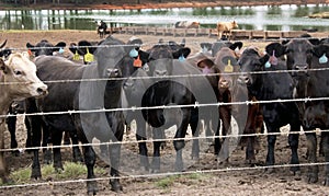 Livestock auction slaughter beef cows