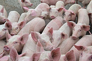 Livestock breeding. The farm pigs.