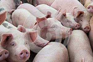 Livestock breeding. The farm pigs.