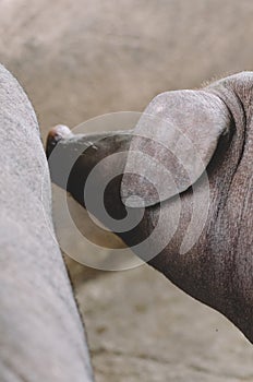 Livestock breeding. Group of pigs in farm yard