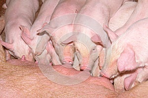 Livestock breeding. Pig and newborn piglet in pig farm