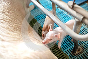 Livestock breeding, piglet eats milk from sow mother at the stall