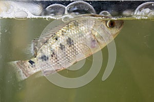 Livestock - Breeding Tilapia fish on fish tank