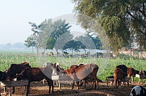 Livestock cattles in rural area