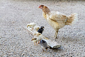 Livestock Chicken Feeding