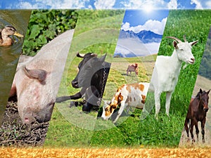 Livestock collage photo