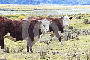 Livestock cow in new zealand farm