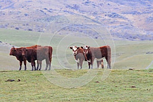 Livestock cow in rural farm south island new zealand