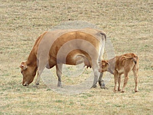 Animales de granja vacas los animales mamíferos verde prados 