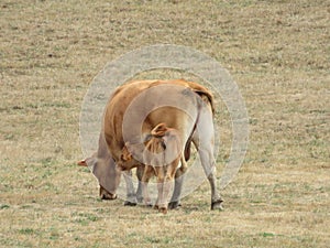 Animales de granja vacas los animales mamíferos verde prados 