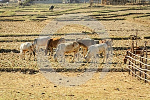 Livestock of cows in field drought