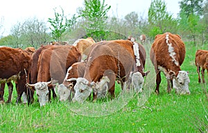 Livestock cows graze in a meadow selective focus