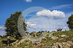 Livestock dairy cows ruminating