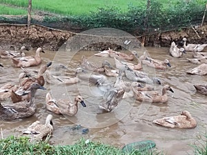 livestock ducks (Anatidae) that are commonly raised or bred for duck meat and eggs.