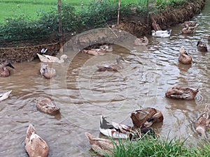 livestock ducks (Anatidae) that are commonly raised or bred for duck meat and eggs.