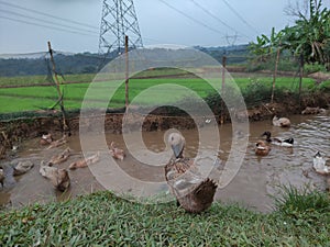 livestock ducks (Anatidae) that are commonly raised or bred for duck meat and eggs.