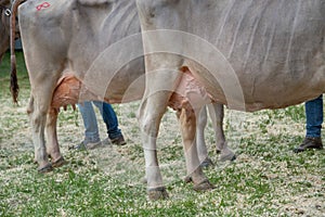 Livestock Fair, the largest cattle show in the Bergamo valleys