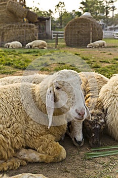 Livestock farm