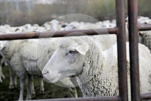 Livestock farm, the flock of sheep