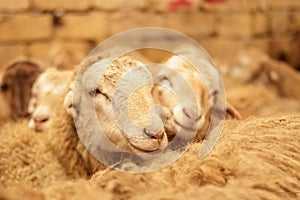 Livestock farm, flock of sheep. Indoor shot. photo