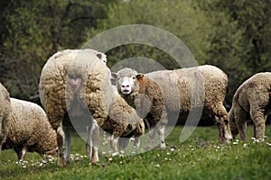 Livestock farm - herd of sheep