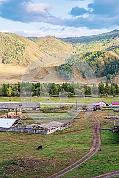 Livestock farm in the village