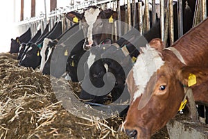 Livestock feeding in a barn at a farm