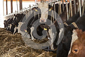 Livestock feeding in a barn at a farm