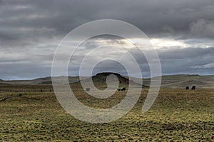 Livestock Fence