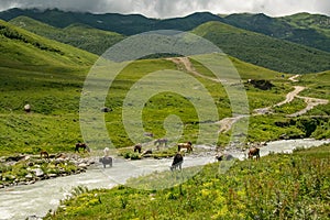 Livestock grazing near Ushguli village, Upper Svaneti, Georgia