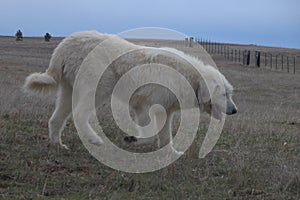 Livestock guardian dog